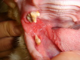 猫歯周病