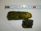 とうもろこし
