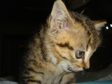子猫