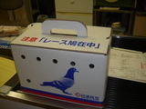 鳩