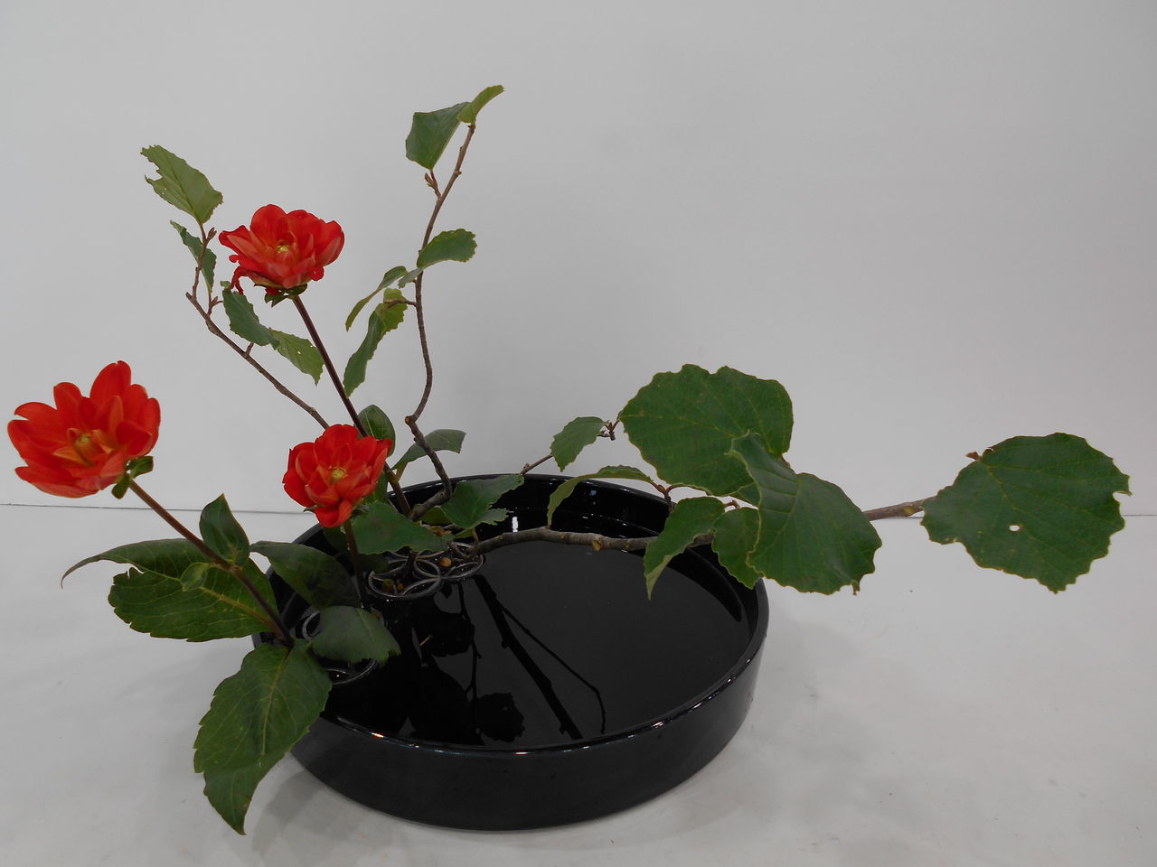 19年06月 華道家なんて誰でもなれる 芸術家なんて発達障害でもできる 鳥籠みつ器のドラッグなみのブログ 脳の形と心の色 19年06月 華道家なんて誰でもなれる 芸術家なんて発達障害でもできる 鳥籠みつ器のドラッグなみのブログ 脳の形と心の色