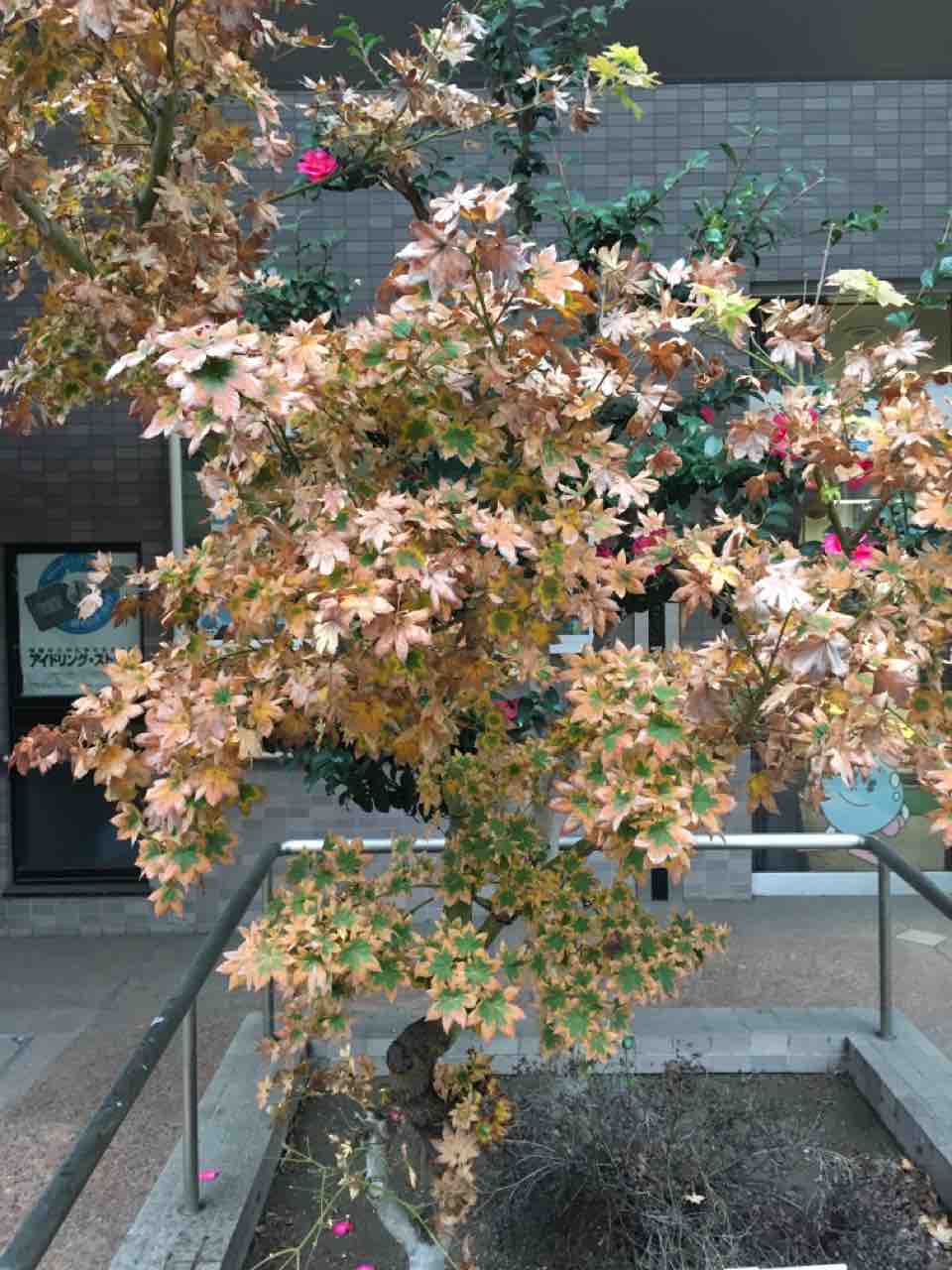 突然ブログやtwitterをやめた人 事情があれど 楽しみに読んでいた 華道家なんて誰でもなれる 芸術家なんて発達障害でもできる 鳥籠みつ器のドラッグなみのブログ 脳の形と心の色