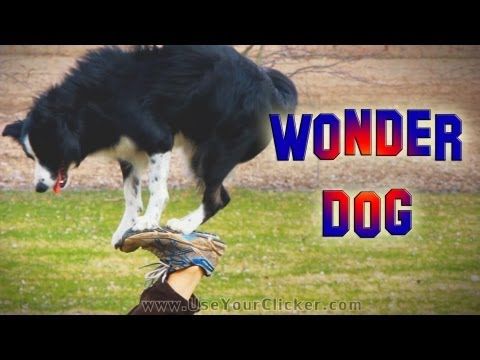 とっても賢いボーダーコリーのnana 4 トリコロ犬動画 とっても賢いボーダーコリーのnana 4 トリコロ犬動画