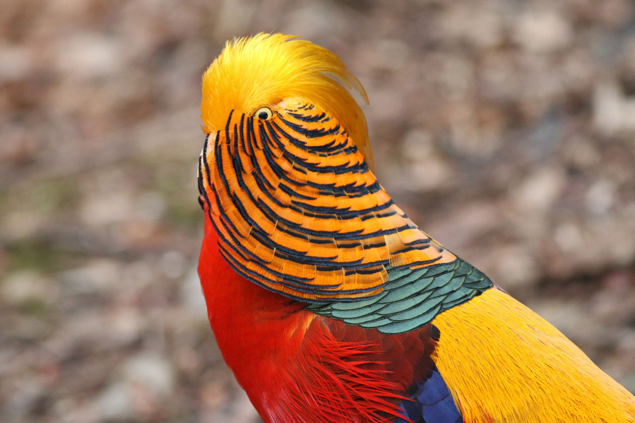 ちょっぴり遠くへ ぶらり鳥観 In 京阪