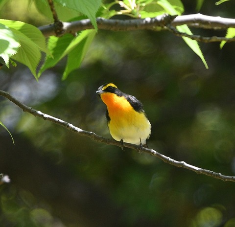 DSC_0649.jpg1
