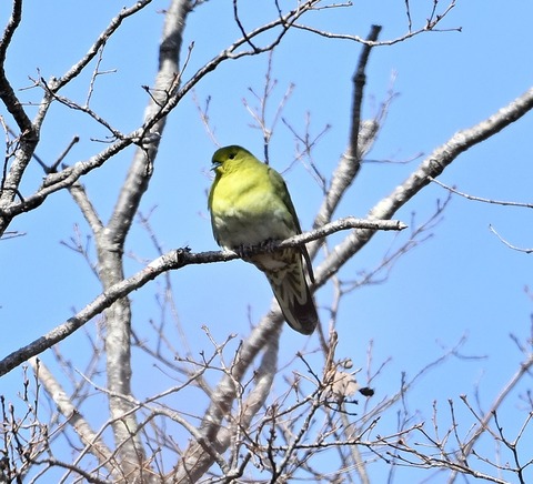 DSC_0605.jpg1
