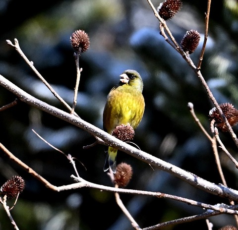 DSC_0065.jpg1