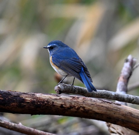 DSC_5147.jpg1