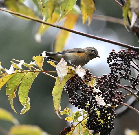 DSC_6648.jpg1