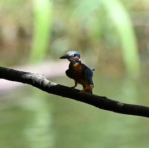 DSC_2206.jpg1