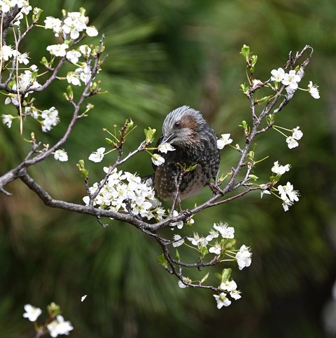 DSC_6472.jpg1