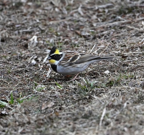 DSC_0888.jpg1