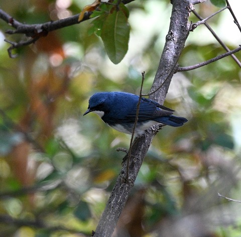 DSC_0334.jpg1