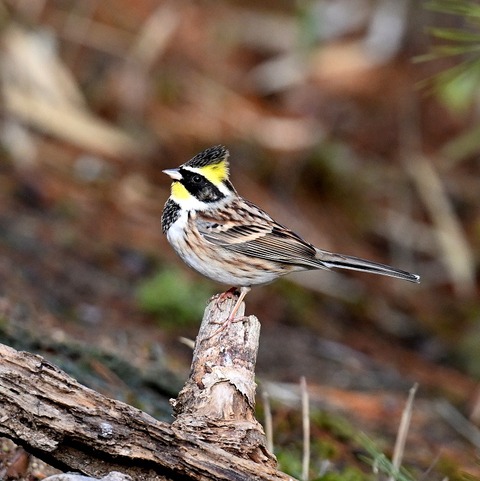 DSC_5049.jpg1