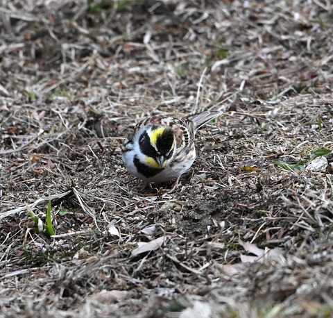 DSC_0908.jpg1