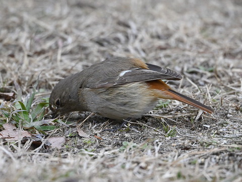 DSC_0918.jpg1.jpga