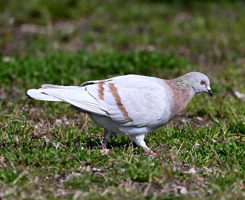 DSC_6589.jpg1