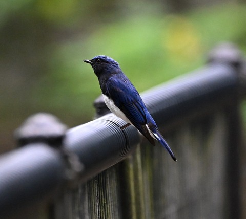 DSC_0040.jpg1