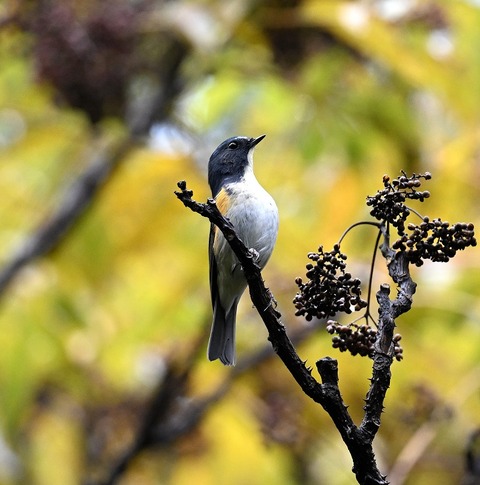 DSC_6640.jpg1