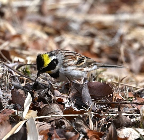DSC_0831.jpg1