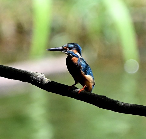 DSC_2239.jpg1