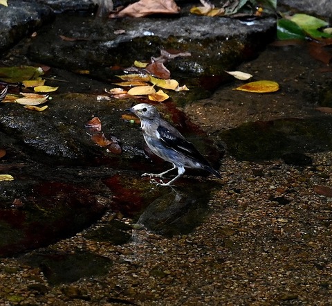 DSC_62241