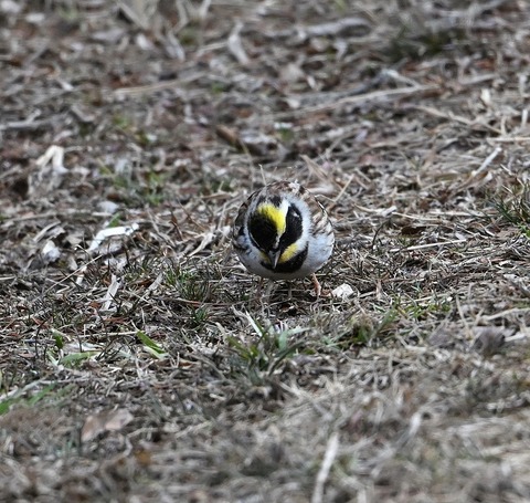 DSC_0884.jpg1