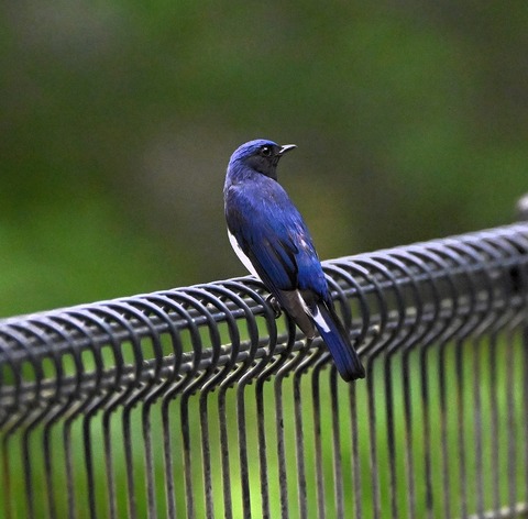 DSC_9797.jpg1