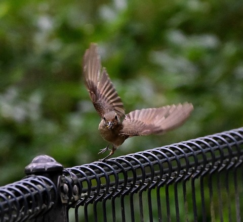 DSC_0074.jpg1