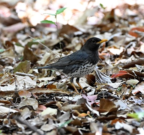 DSC_1650.jpg1