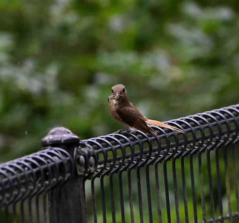 DSC_0073.jpg1
