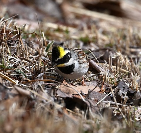 DSC_0821.jpg1
