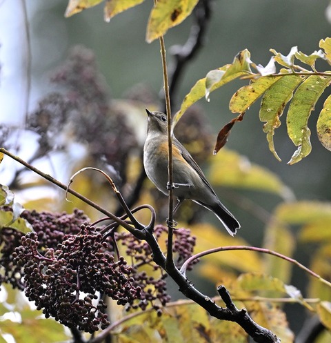 DSC_6645.jpg1