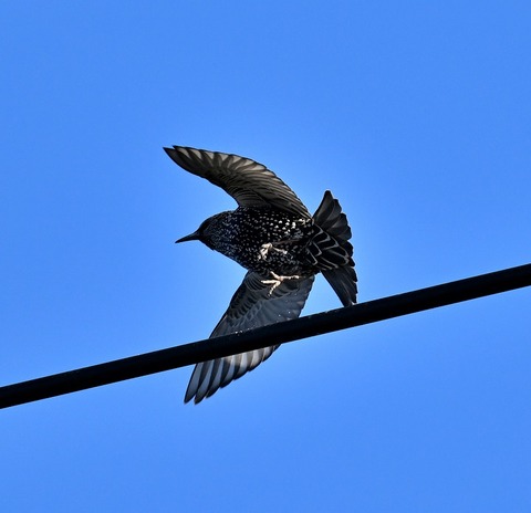 DSC_5605.jpg1