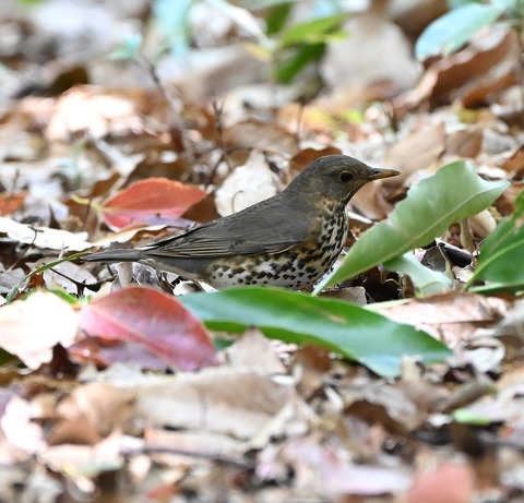 DSC_1696.jpg1
