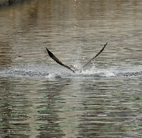 DSC_90771