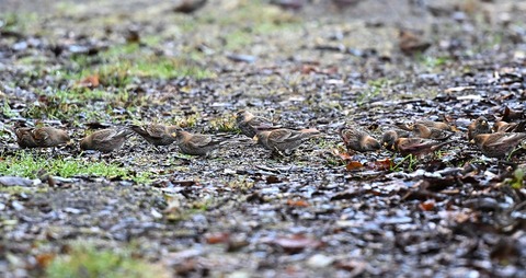 DSC_7603.jpg1