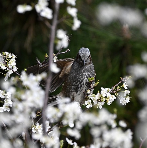 DSC_6448.jpg1