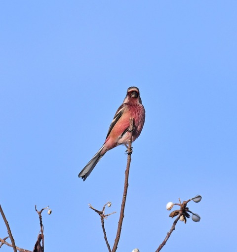 DSC_7004.jpg1