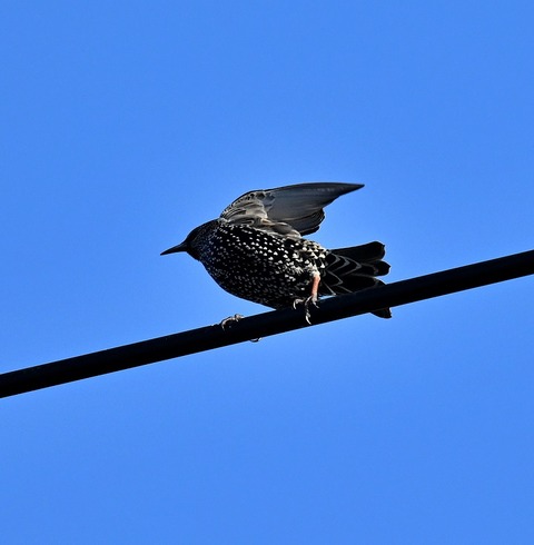 DSC_5604.jpg1