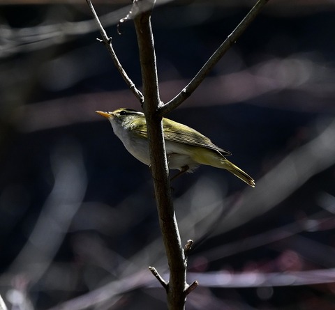 DSC_7012.jpg1