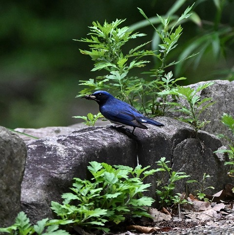 DSC_0061.jpg1