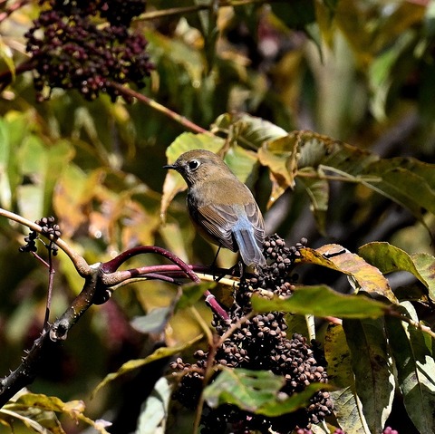 DSC_6735.jpg1