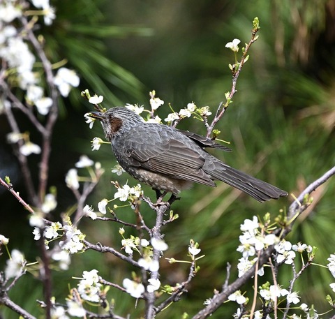 DSC_6461.jpg1