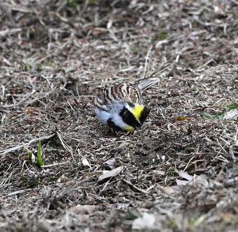 DSC_0911.jpg1
