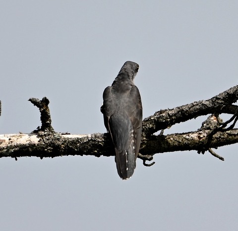 DSC_3279.jpg1