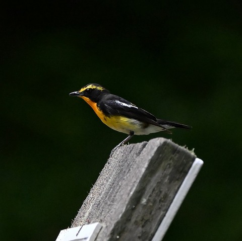 DSC_0277.jpg1