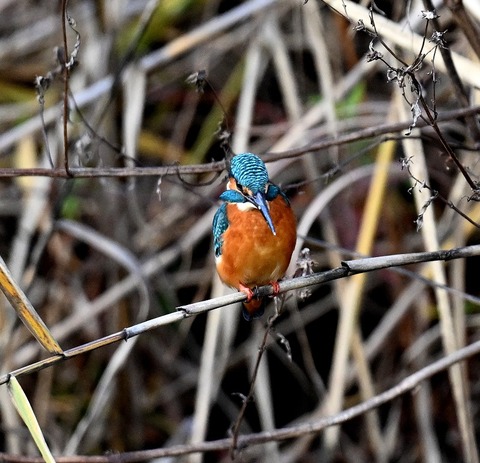 DSC_7473.jpg1