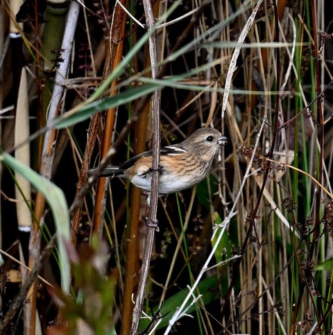 DSC_7411.jpg1
