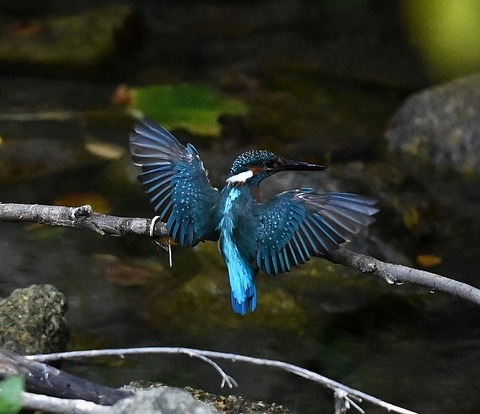 DSC_59401